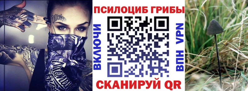 Псилоцибиновые грибы Cubensis закладка Шлиссельбург